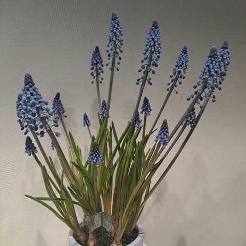 Blauwe druifjes