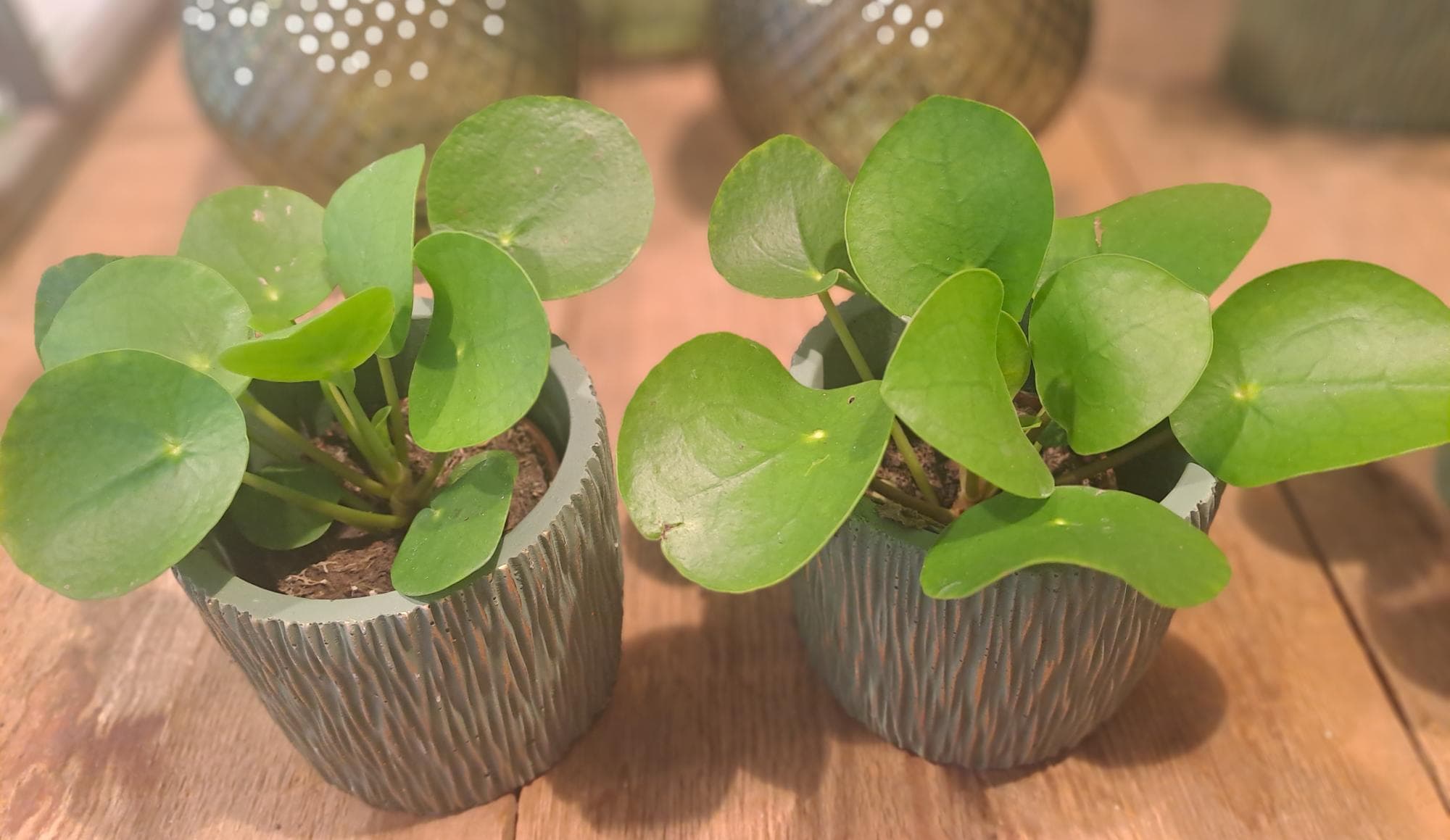 Planten